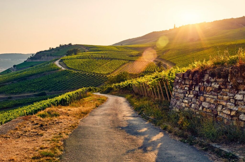 Weinpaket August 2020 - Weingut Wachstetter