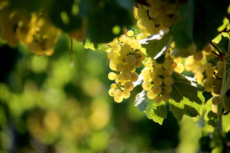 Weinpaket Februar 2019 - Weingut Pfeffingen