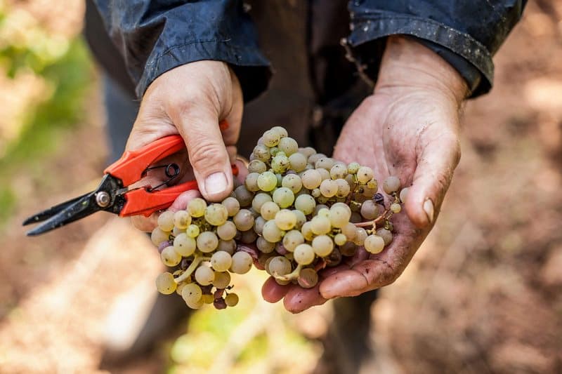 Weinpaket Mai 2020 - Weingut Kruger-Rumpf