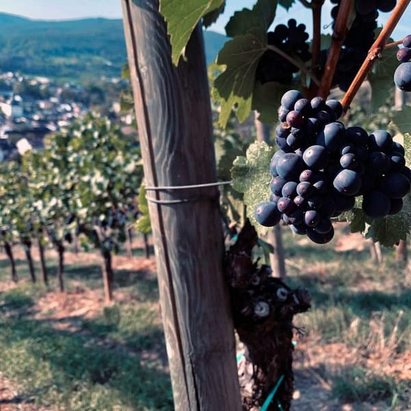 Weinpaket Oktober 2020 - Weingut J.J. Adeneuer