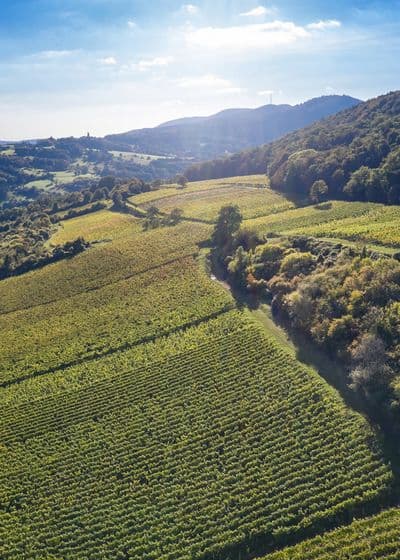 Weinberg des VDP Weinguts Bernhart in der Pfalz