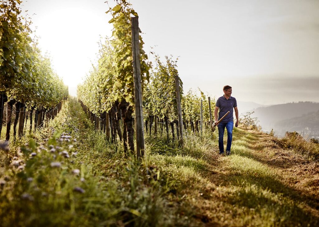 Weingut Wöhrle: Markus Wöhrle im Weinberg