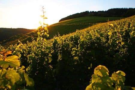Weinbergslagen des Weinguts Forstmeinster Geltz-Zilliken Saarburg