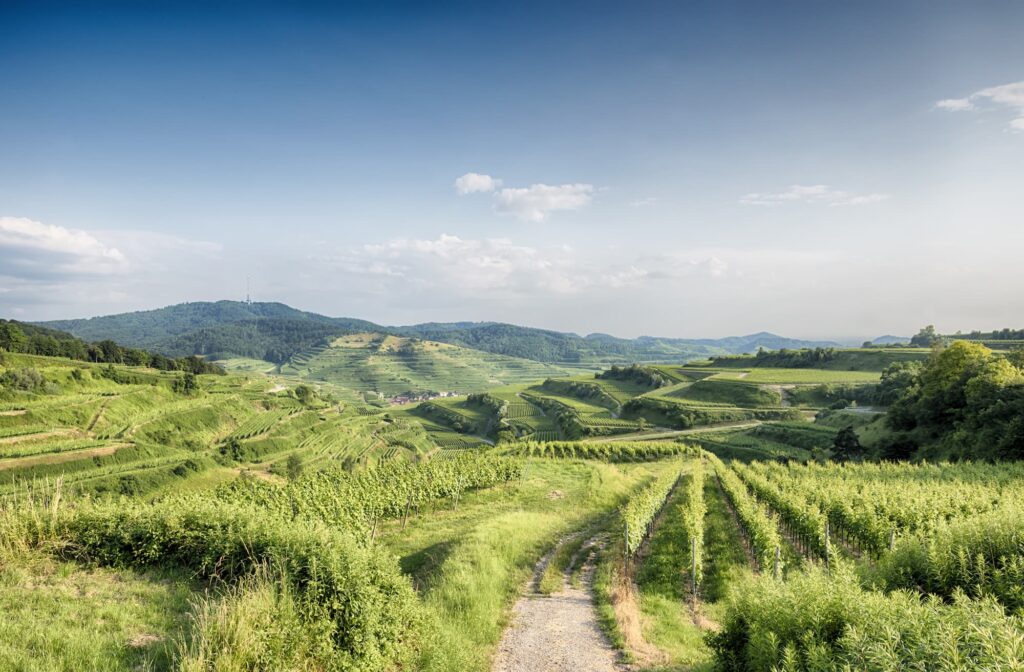 Weinlagen: Landschaft im Kaiserstuhl