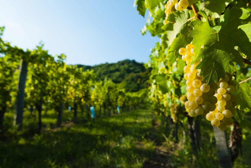 Rieslingtrauben an der Rebe