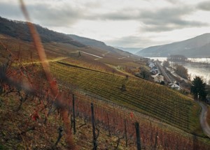 Weinberge Weingut Graf von Kanitz