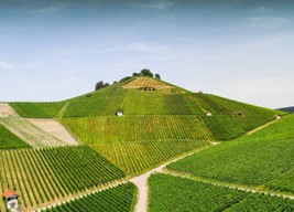 Weingut Drautz-Abler Weinberg