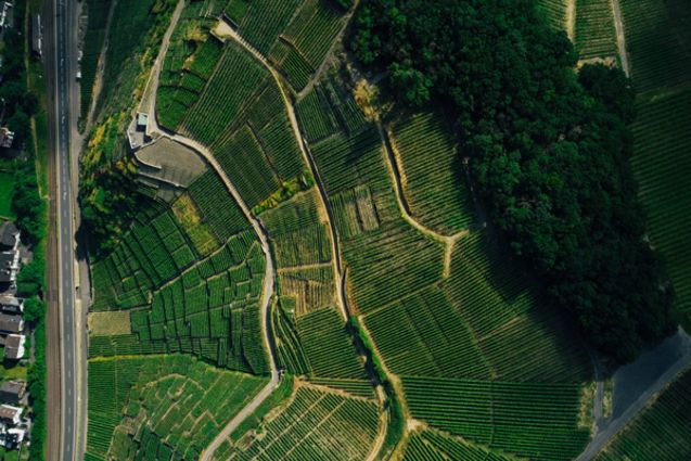 Drohnenansicht des Weinbergs Buggarten an der Ahr