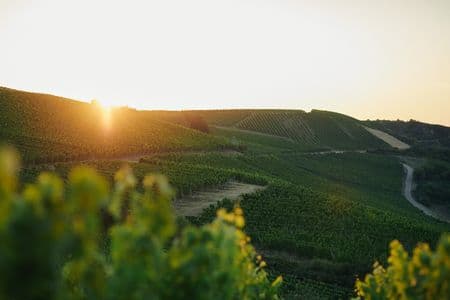Blick auf die Weinberge des Weingut Schlossgut Diel im Sonnenuntergang