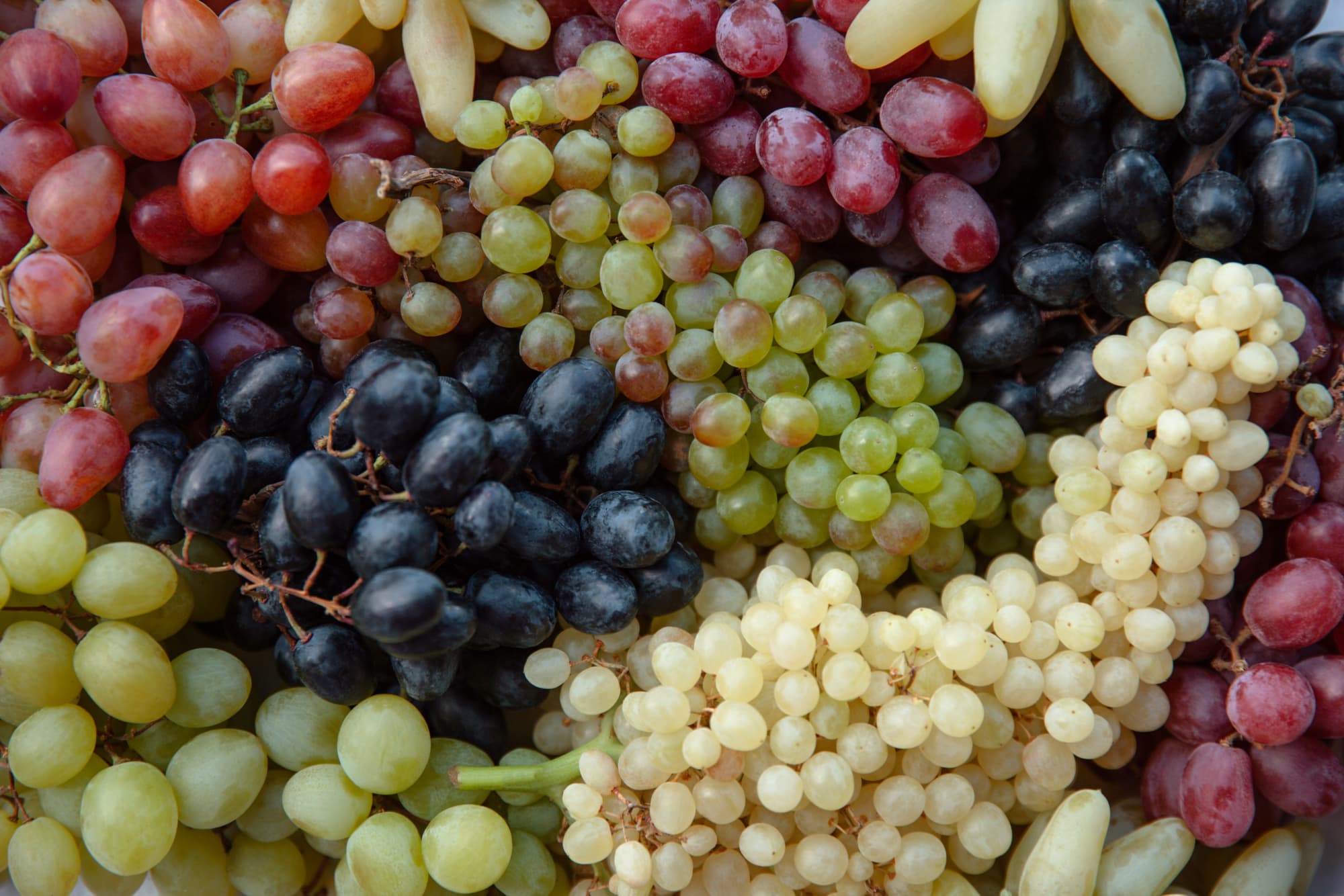 Verschiedene Weintrauben-Sorten
