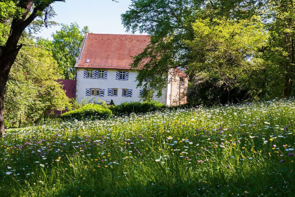 Burg Schaubeck von Außen, davor eine Blumenwiese