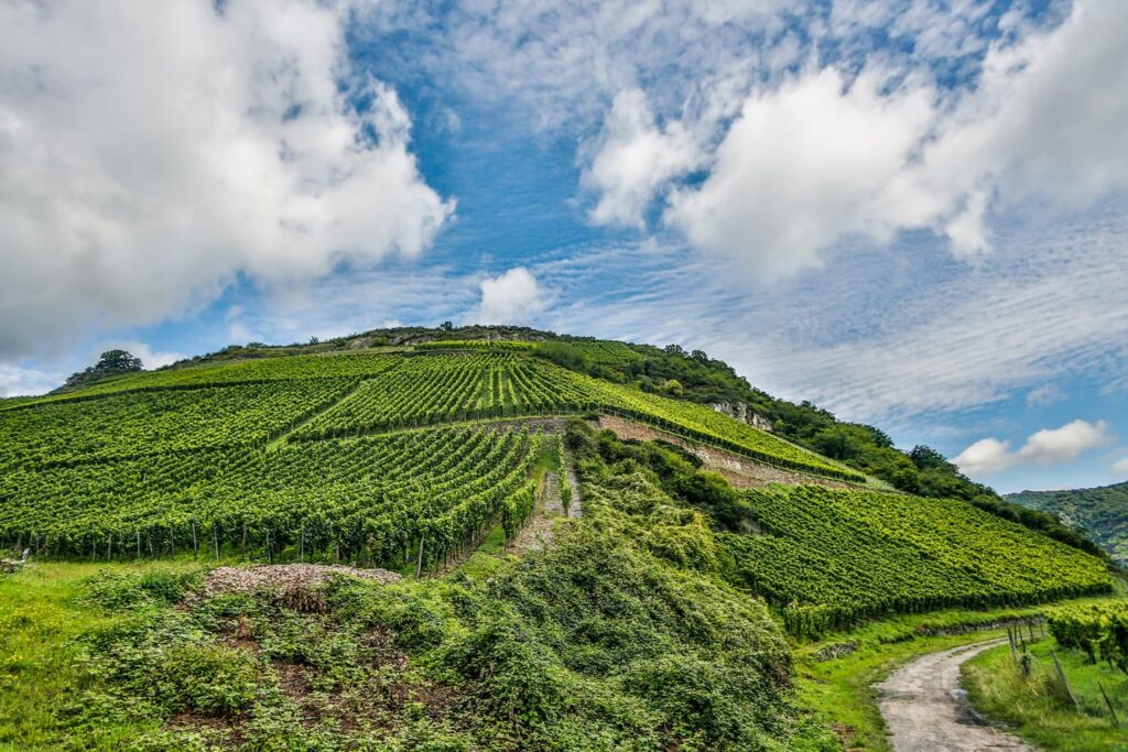 Mittelrheintal: Weinberge des Weinguts Toni Jost. Bacharacher Hahn.