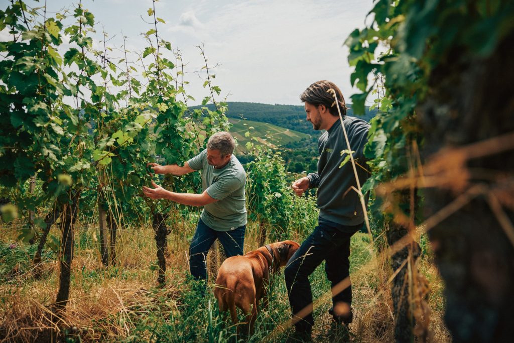 Familie Bender, Vater und Sohn im Weinberg, mit einem braunen Hund dabei.