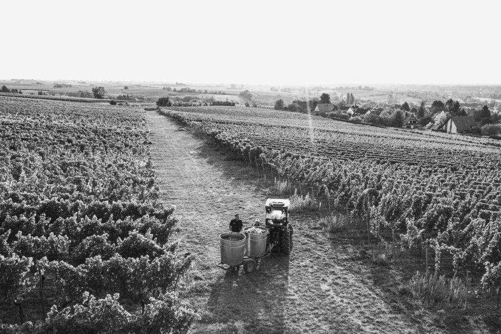 Draufsicht auf die Weinberge des Weinguts Jülg während der Lese