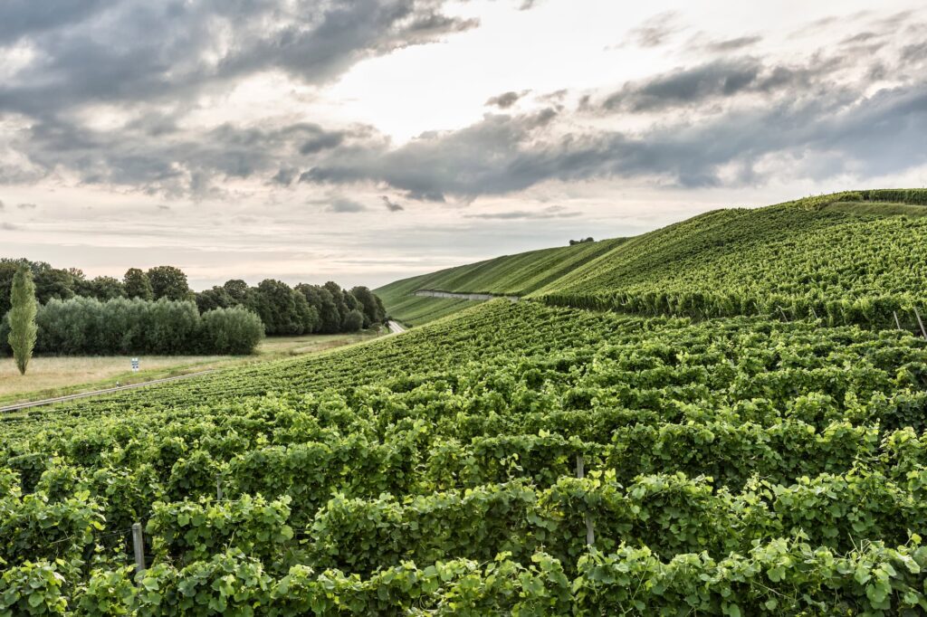 Weingut Müller aus Volkach, Weinberge Lage Ratsherr
